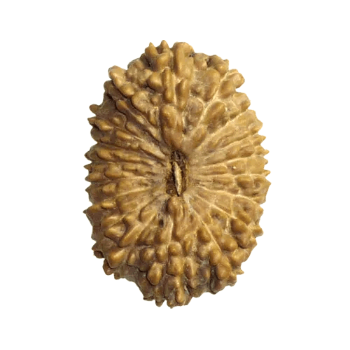 18 Mukhi Rudraksha Java - Prosperity & Earth's Energy | Brahmatells - BrahmatellsStore