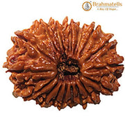 18 Mukhi Rudraksha Java - Prosperity & Earth's Energy | Brahmatells - BrahmatellsStore