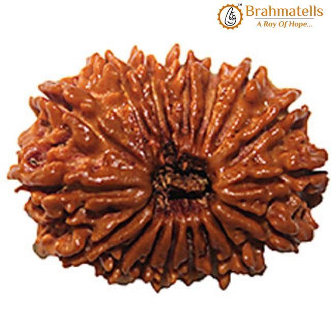 18 Mukhi Rudraksha Java - Prosperity & Earth's Energy | Brahmatells - BrahmatellsStore