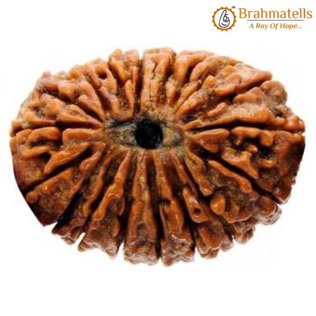 18 Mukhi Rudraksha Java - Prosperity & Earth's Energy | Brahmatells - BrahmatellsStore