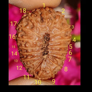 18 Mukhi Rudraksha Java - Prosperity & Earth's Energy | Brahmatells - BrahmatellsStore