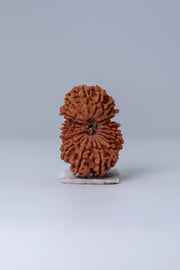 19 Mukhi Rudraksha Bead - Lord Narayana's Blessing | Brahmatells - BrahmatellsStore