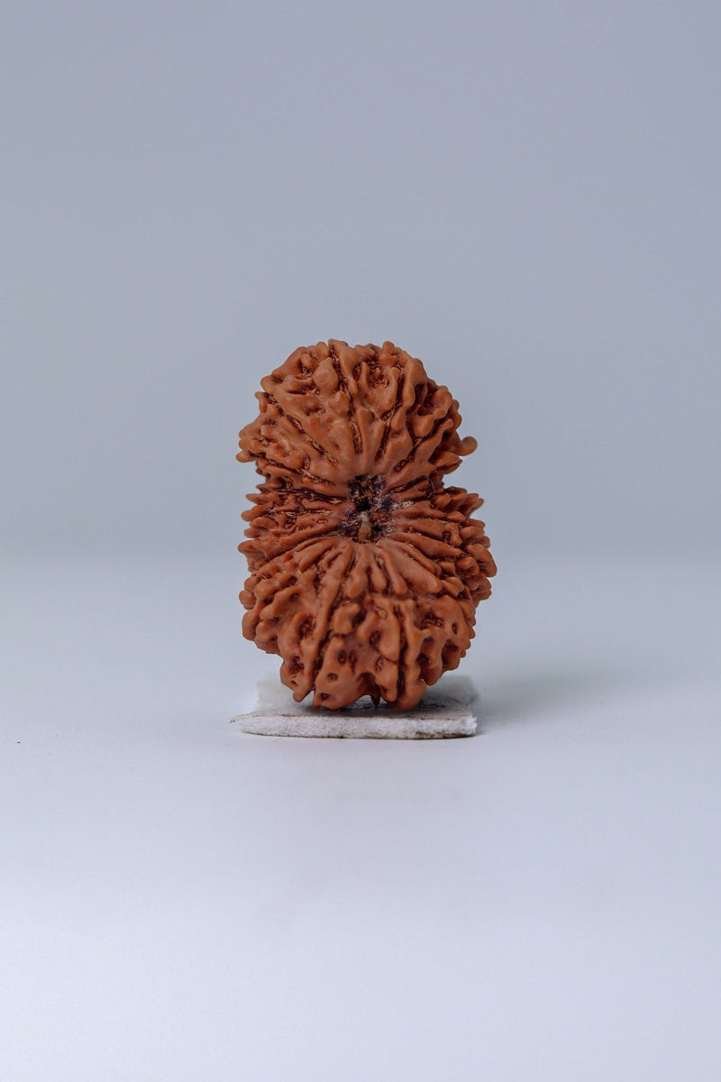 19 Mukhi Rudraksha Bead - Lord Narayana's Blessing | Brahmatells - BrahmatellsStore