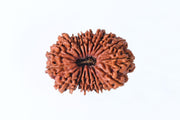 19 Mukhi Rudraksha Bead - Lord Narayana's Blessing | Brahmatells - BrahmatellsStore