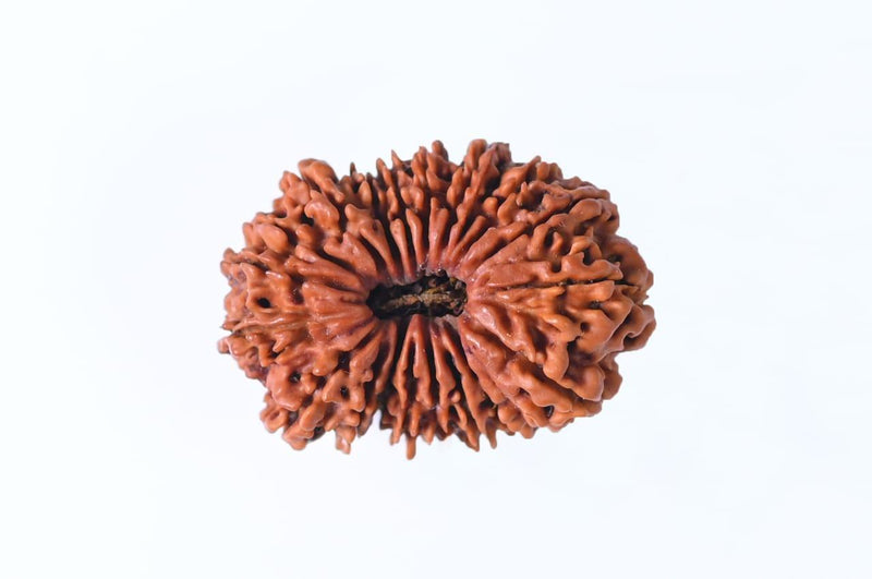 19 Mukhi Rudraksha Bead - Lord Narayana's Blessing | Brahmatells - BrahmatellsStore