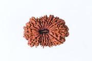 19 Mukhi Rudraksha Bead - Lord Narayana's Blessing | Brahmatells - BrahmatellsStore