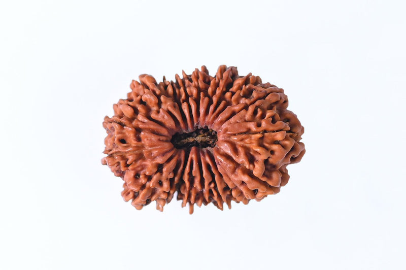19 Mukhi Rudraksha Bead - Lord Narayana's Blessing | Brahmatells - BrahmatellsStore