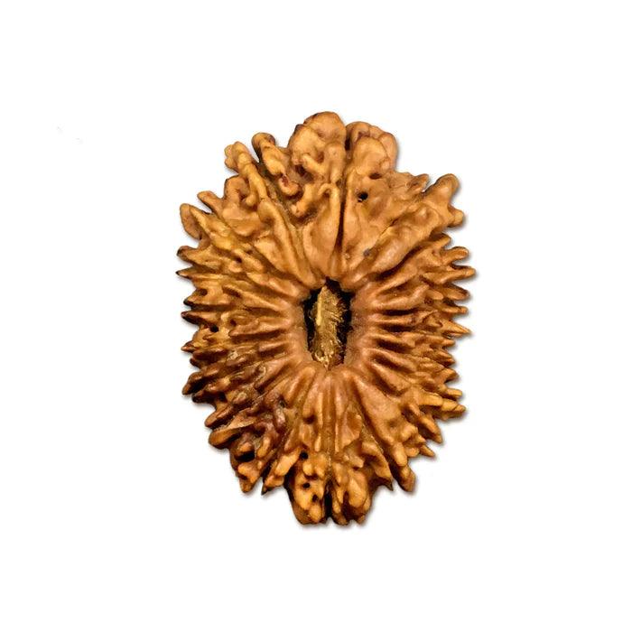 19 Mukhi Rudraksha Bead - Lord Narayana's Blessing | Brahmatells - BrahmatellsStore