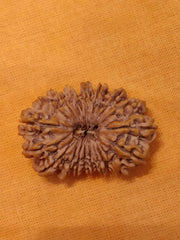 19 Mukhi Rudraksha Bead - Lord Narayana's Blessing | Brahmatells - BrahmatellsStore