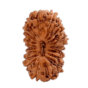 19 Mukhi Rudraksha Java - Divine Power of Lord Narayana | Brahmatells - BrahmatellsStore