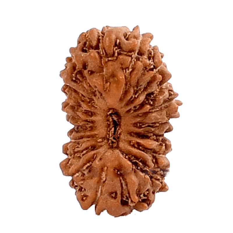 19 Mukhi Rudraksha Java - Divine Power of Lord Narayana | Brahmatells - BrahmatellsStore