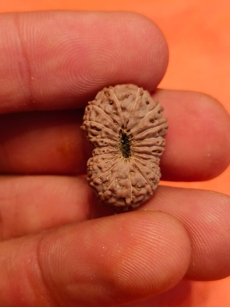 19 Mukhi Rudraksha Java - Divine Power of Lord Narayana | Brahmatells - BrahmatellsStore