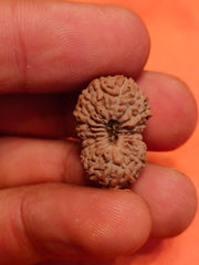 19 Mukhi Rudraksha Java - Divine Power of Lord Narayana | Brahmatells - BrahmatellsStore