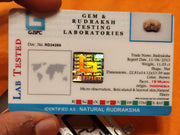 19 Mukhi Rudraksha Java - Divine Power of Lord Narayana | Brahmatells - BrahmatellsStore