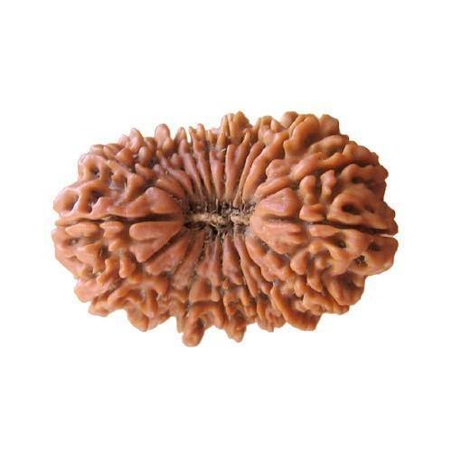 19 Mukhi Rudraksha Java - Divine Power of Lord Narayana | Brahmatells - BrahmatellsStore