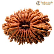 19 Mukhi Rudraksha Java - Divine Power of Lord Narayana | Brahmatells - BrahmatellsStore