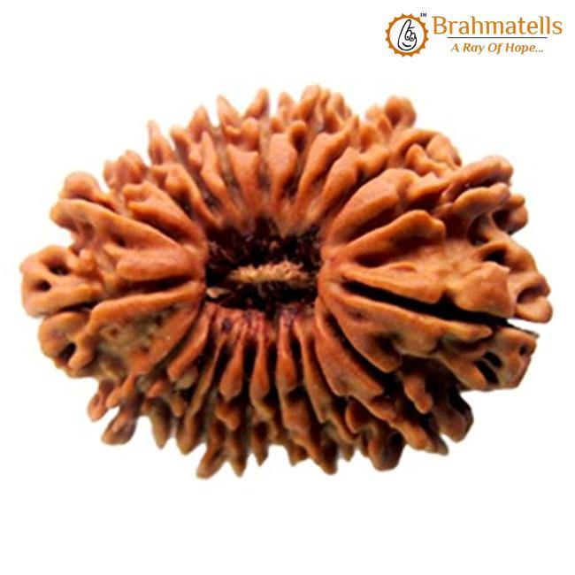 19 Mukhi Rudraksha Java - Divine Power of Lord Narayana | Brahmatells - BrahmatellsStore