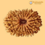 19 Mukhi Rudraksha Java - Divine Power of Lord Narayana | Brahmatells - BrahmatellsStore