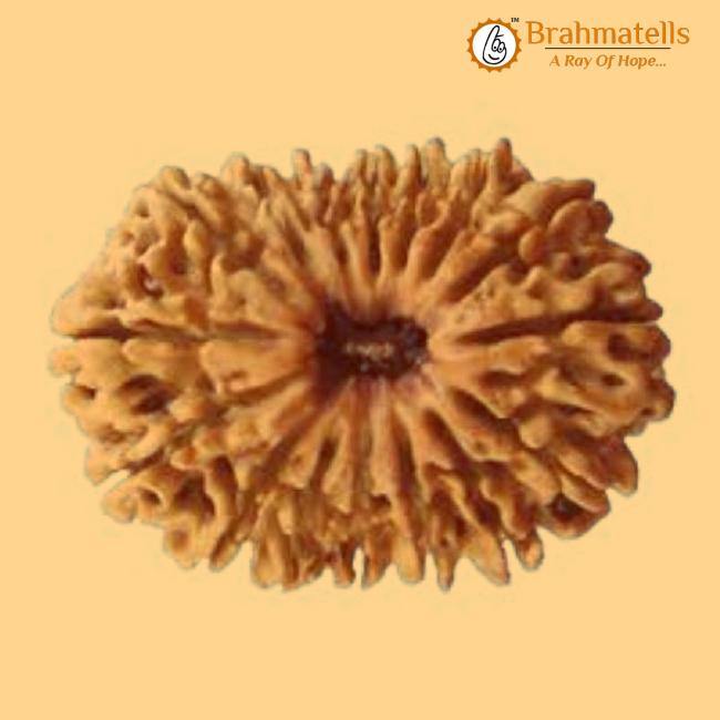 19 Mukhi Rudraksha Java - Divine Power of Lord Narayana | Brahmatells - BrahmatellsStore