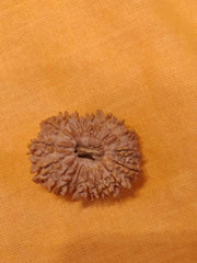 19 Mukhi Rudraksha Java - Divine Power of Lord Narayana | Brahmatells - BrahmatellsStore