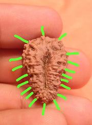 19 Mukhi Rudraksha Java - Divine Power of Lord Narayana | Brahmatells - BrahmatellsStore