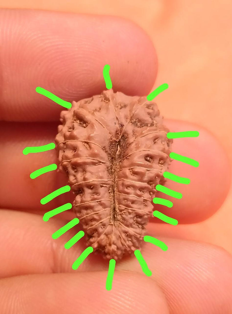 19 Mukhi Rudraksha Java - Divine Power of Lord Narayana | Brahmatells - BrahmatellsStore