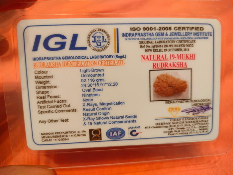 19 Mukhi Rudraksha Java - Divine Power of Lord Narayana | Brahmatells - BrahmatellsStore