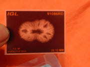 19 Mukhi Rudraksha Java - Divine Power of Lord Narayana | Brahmatells - BrahmatellsStore