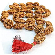 2 Mukhi Rudraksh Mala for Spiritual Harmony | Brahmatells - BrahmatellsStore