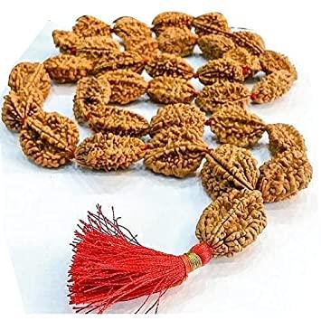 2 Mukhi Rudraksh Mala for Spiritual Harmony | Brahmatells - BrahmatellsStore