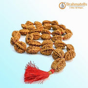 2 Mukhi Rudraksh Mala for Spiritual Harmony | Brahmatells - BrahmatellsStore