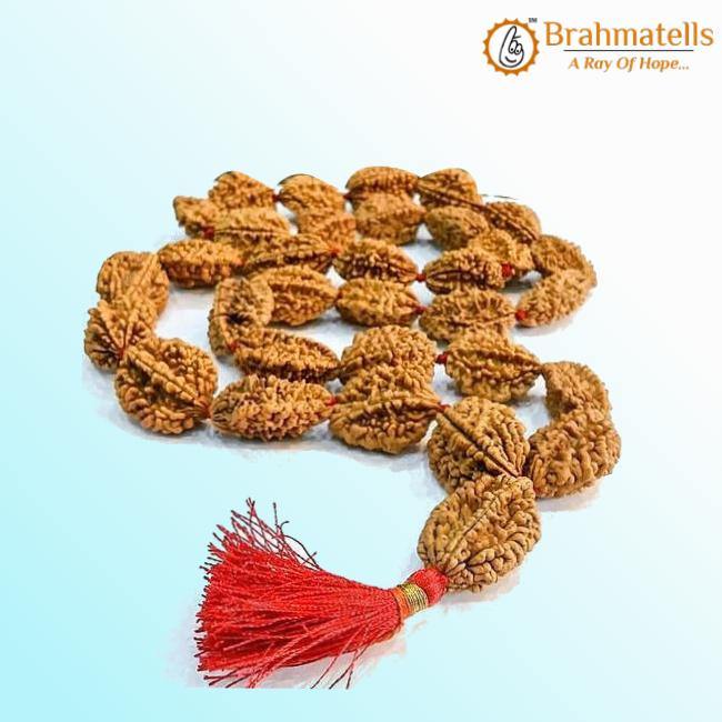2 Mukhi Rudraksh Mala for Spiritual Harmony | Brahmatells - BrahmatellsStore
