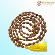 2 Mukhi Rudraksh Mala for Spiritual Harmony | Brahmatells - BrahmatellsStore