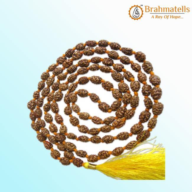 2 Mukhi Rudraksh Mala for Spiritual Harmony | Brahmatells - BrahmatellsStore