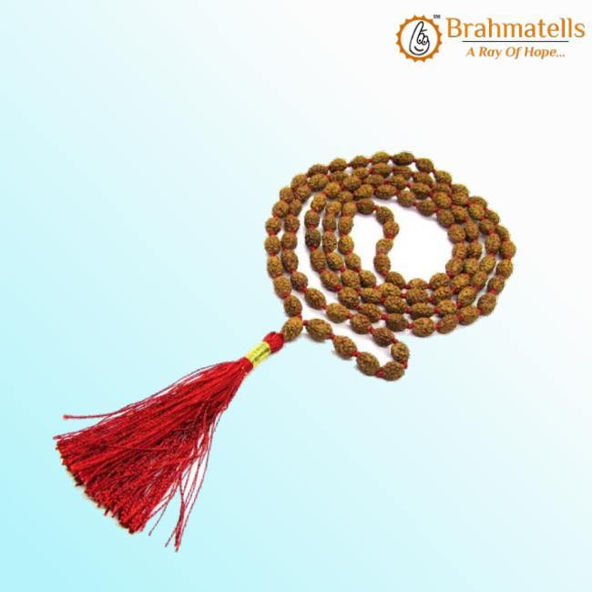 2 Mukhi Rudraksh Mala for Spiritual Harmony | Brahmatells - BrahmatellsStore