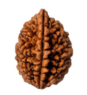 2 Mukhi Rudraksha Bead - Uniting Shiva & Shakti | Brahmatells - BrahmatellsStore