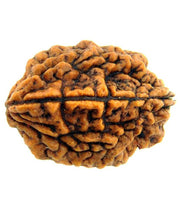 2 Mukhi Rudraksha Bead - Uniting Shiva & Shakti | Brahmatells - BrahmatellsStore