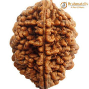 2 Mukhi Rudraksha Bead - Uniting Shiva & Shakti | Brahmatells - BrahmatellsStore