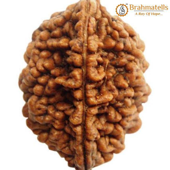 2 Mukhi Rudraksha Bead - Uniting Shiva & Shakti | Brahmatells - BrahmatellsStore