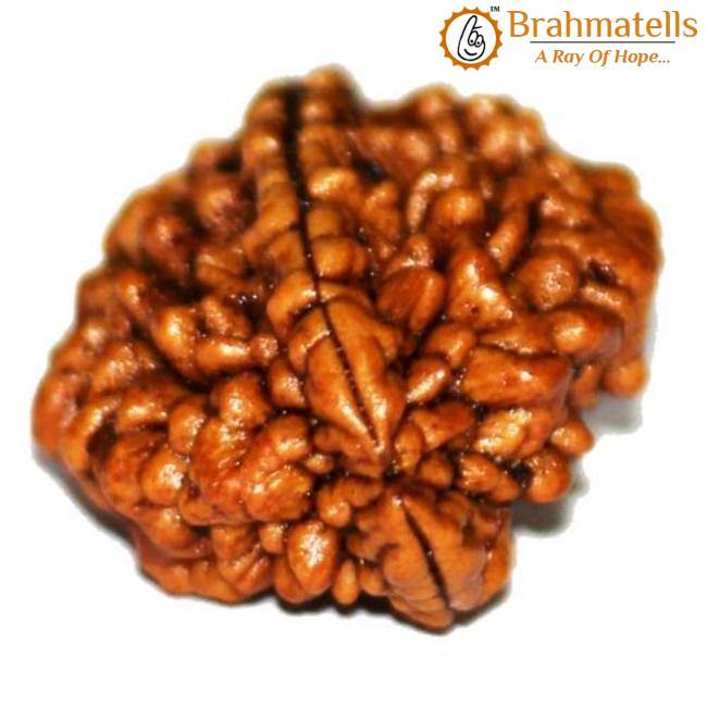 2 Mukhi Rudraksha Bead - Uniting Shiva & Shakti | Brahmatells - BrahmatellsStore