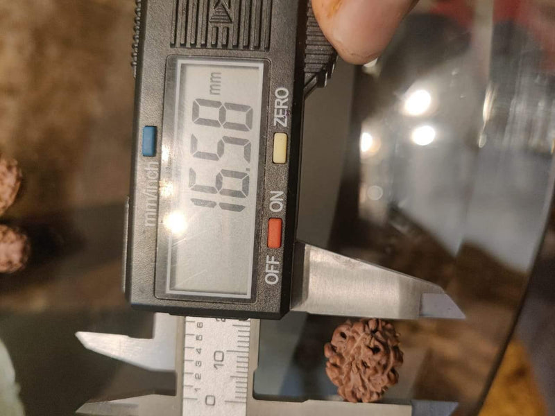 2 Mukhi Rudraksha Bead - Uniting Shiva & Shakti | Brahmatells - BrahmatellsStore