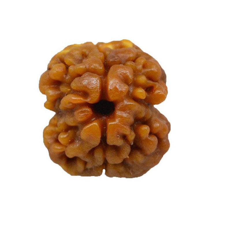 2 Mukhi Rudraksha Pendant - Harmonize with Ardhanareeshwar's Energy | Brahmatells - BrahmatellsStore