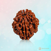 2 Mukhi Rudraksha Pendant - Harmonize with Ardhanareeshwar's Energy | Brahmatells - BrahmatellsStore