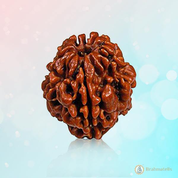2 Mukhi Rudraksha Pendant - Harmonize with Ardhanareeshwar's Energy | Brahmatells - BrahmatellsStore