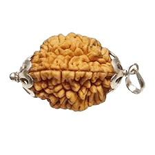 2 Mukhi Rudraksha Pendant: Harmonizing Dual Energies | Brahmatells - BrahmatellsStore