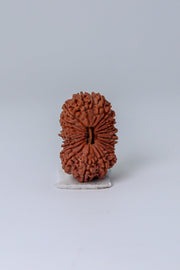 20 Mukhi Rudraksha Bead - Cosmic Wisdom of Lord Brahma | Brahmatells - BrahmatellsStore