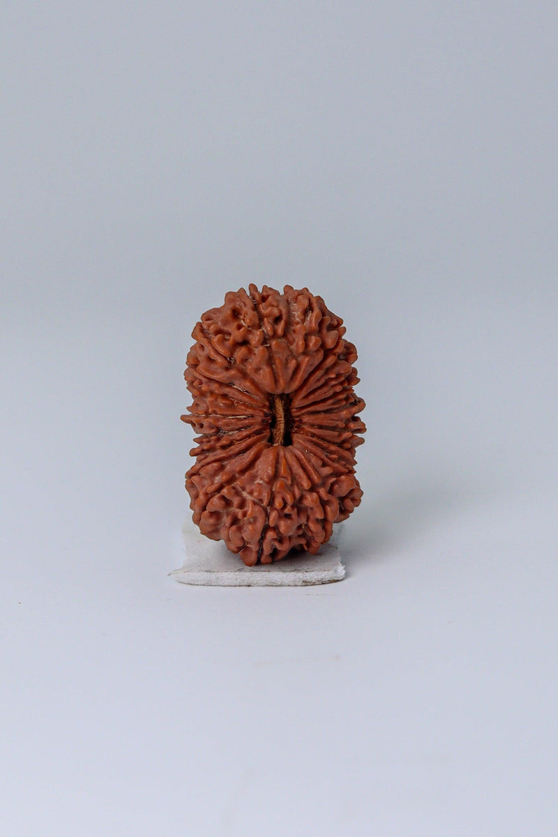 20 Mukhi Rudraksha Bead - Cosmic Wisdom of Lord Brahma | Brahmatells - BrahmatellsStore