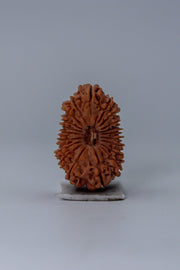 20 Mukhi Rudraksha Bead - Cosmic Wisdom of Lord Brahma | Brahmatells - BrahmatellsStore