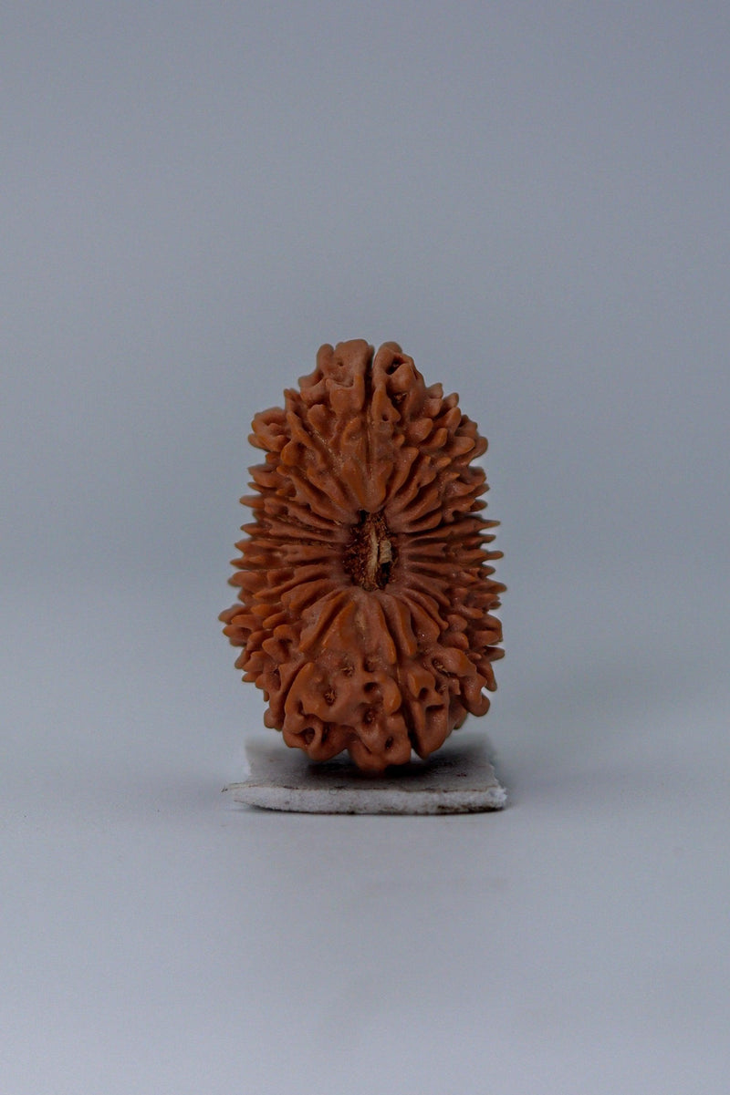 20 Mukhi Rudraksha Bead - Cosmic Wisdom of Lord Brahma | Brahmatells - BrahmatellsStore