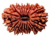 20 Mukhi Rudraksha Bead - Cosmic Wisdom of Lord Brahma | Brahmatells - BrahmatellsStore